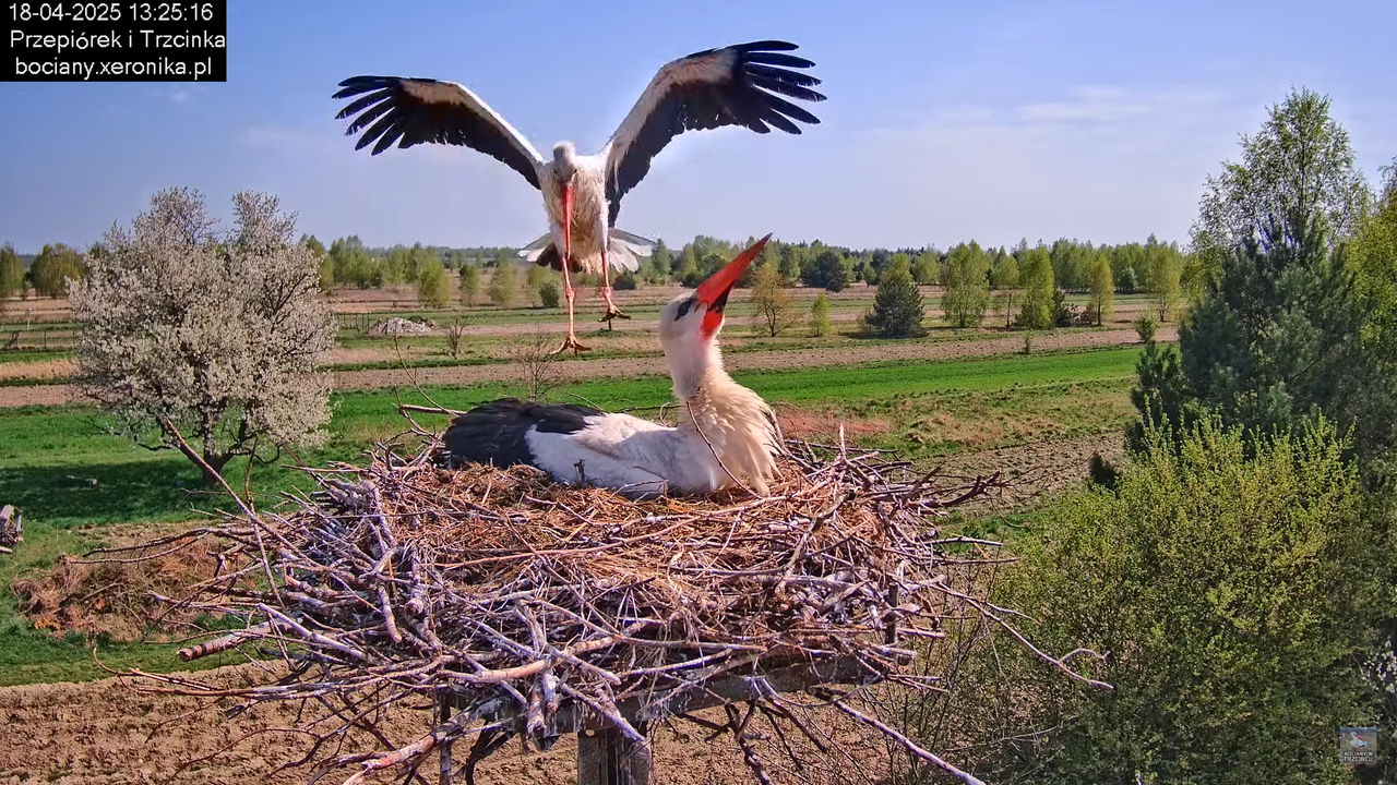 18042025bociany7