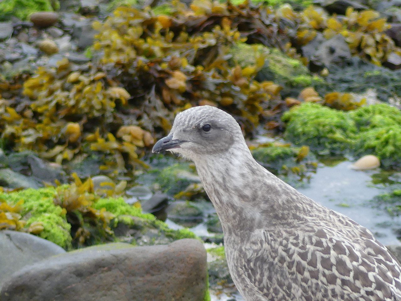 HERRING GULL 2