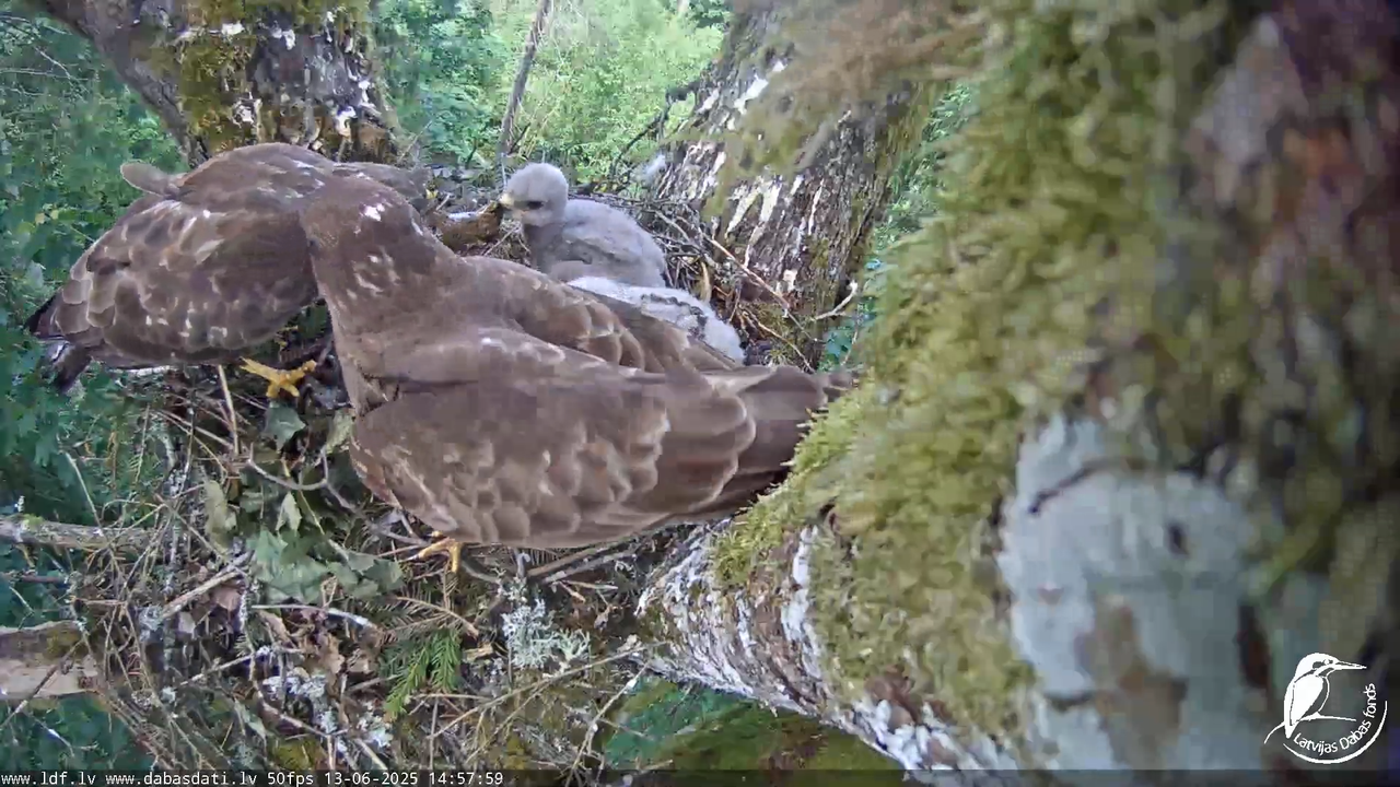 Melnās klijas (Milvus migrans) Kurzemē_ peļu klijāni (Buteo buteo) 10-50-54 screenshot