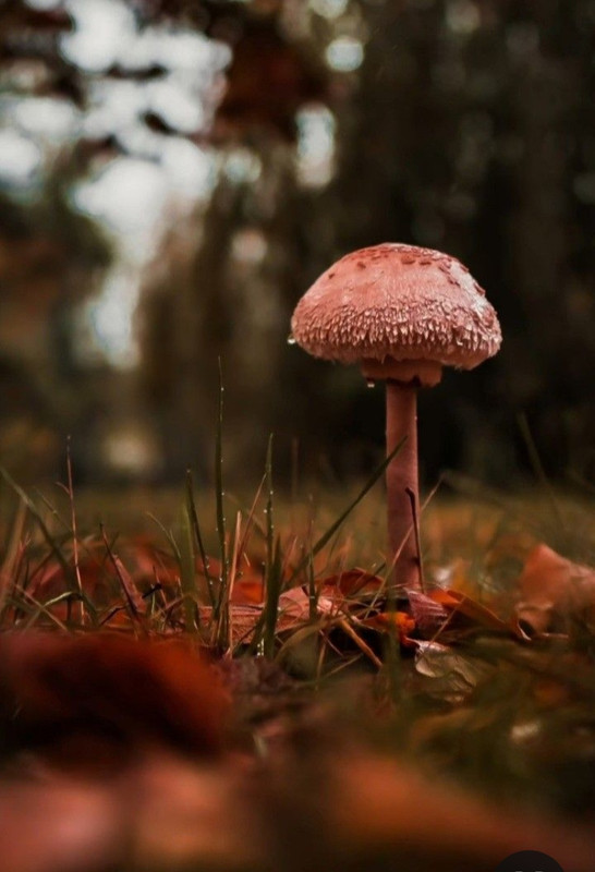 Screenshot_20231222_175733_Pinterest