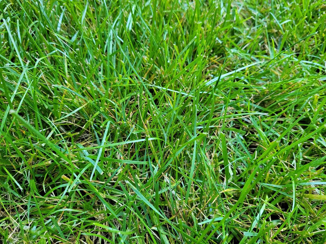 20220605_184641 Bluegrass