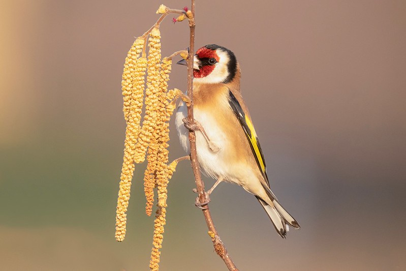 goldorobird.jpg