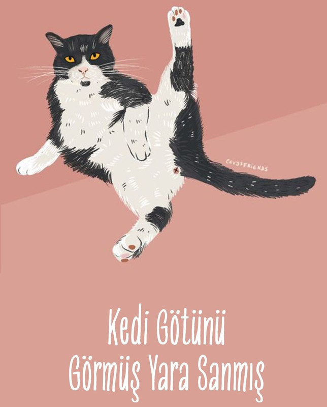 kedi.jpg