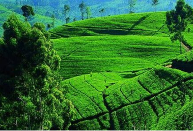 Yuran Estate tea and rubber plantation in Kegalle, Sri Lanka