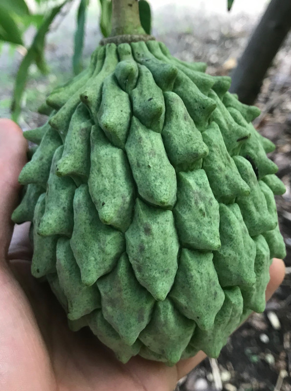 Rollinia62018