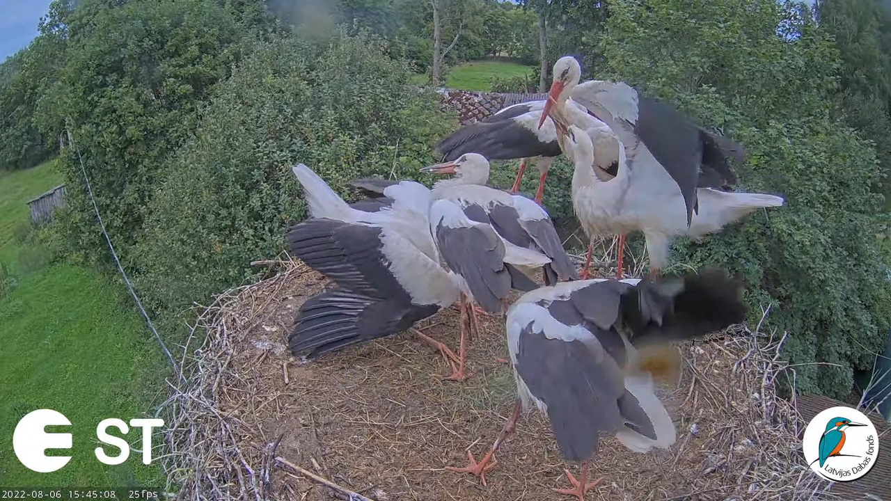 Baltie stārķi (Ciconia ciconia) Tukuma novadā - LDF tiešraide __ White storks in Tukums, Latvia 17-4