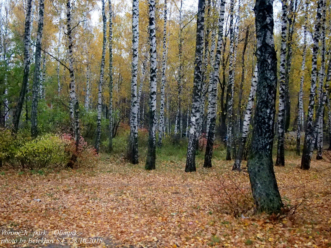 Воронеж, осень, парк