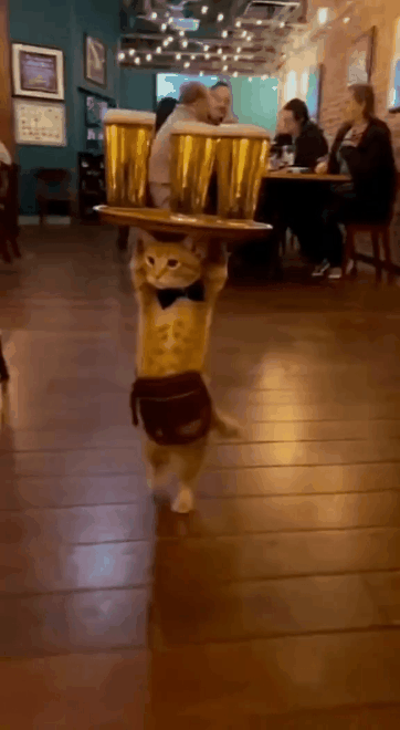 e139bde2a4f04caaa9eaa035e51c27d9.gif