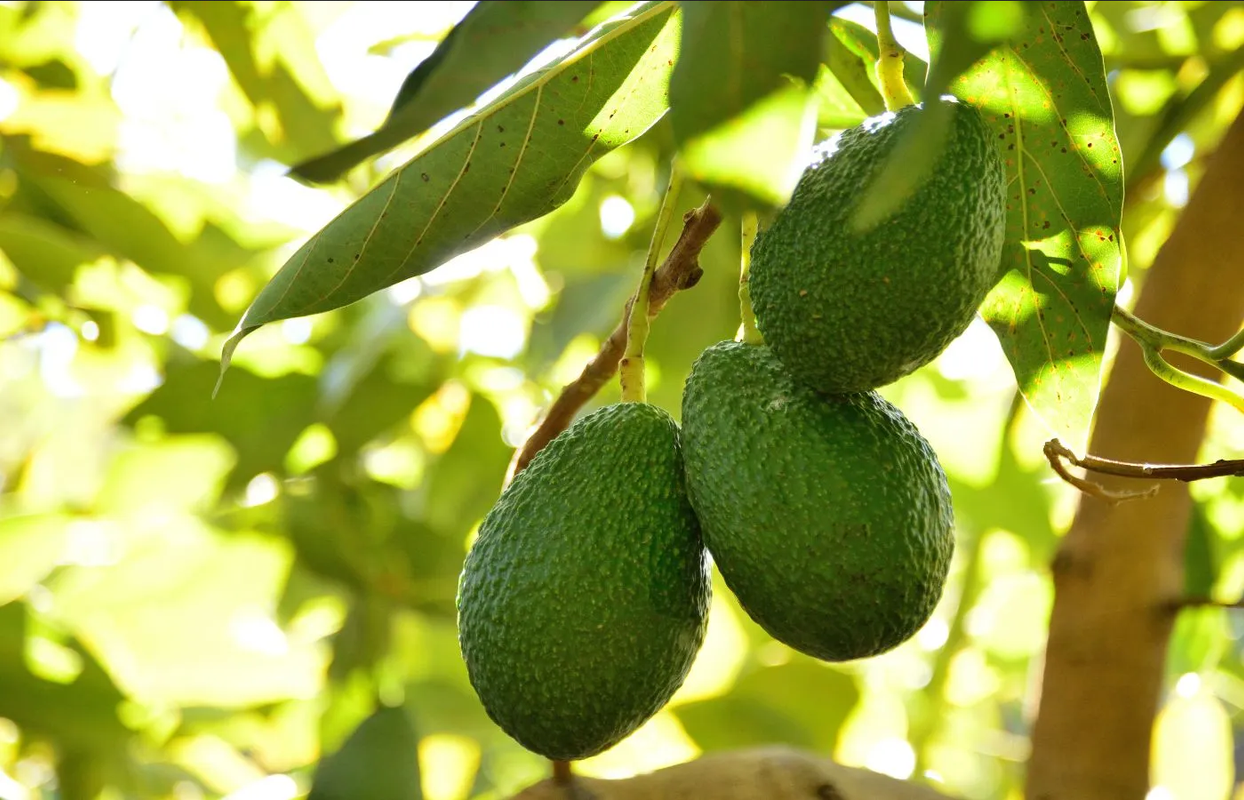 Guía para sembrar aguacate en casa paso a paso