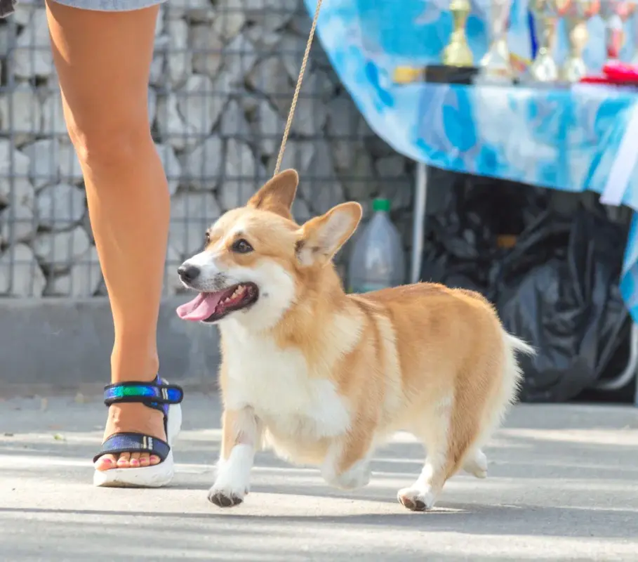 оЛИВА ЧРКФ 7