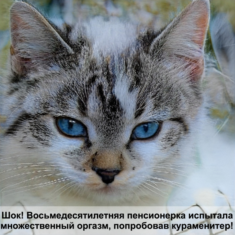 сибирская кошка черепаховый окрас