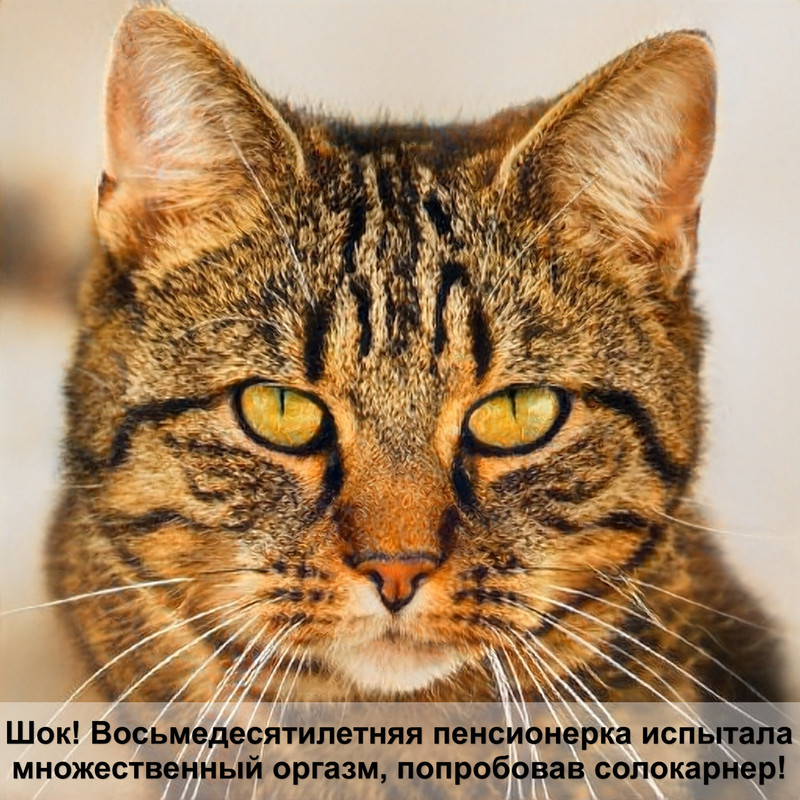 домик для котенка своими руками