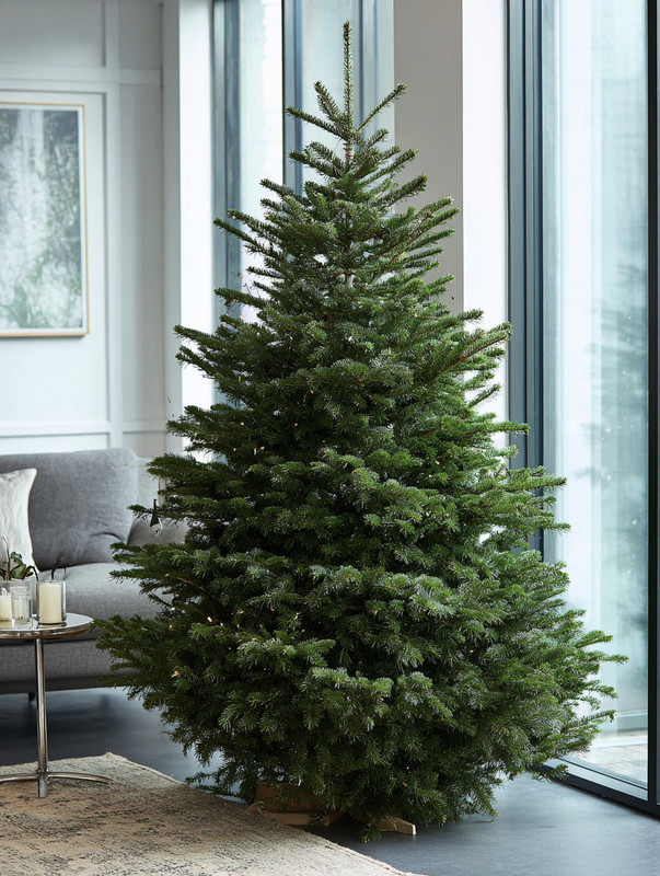 Живые датские елки на новый год: особенности, преимущества и советы по выбору Датская ель в квартире