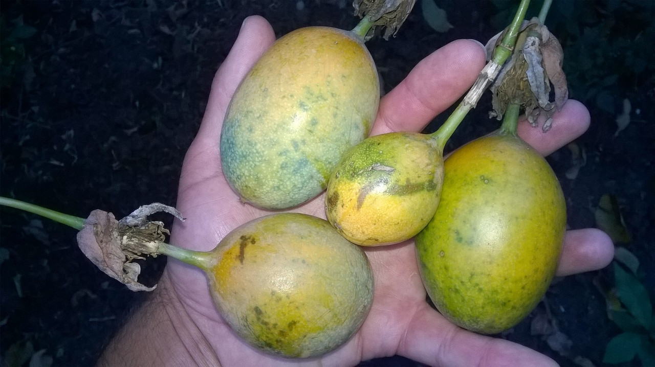 WP_20160601_20_38_55_Pro