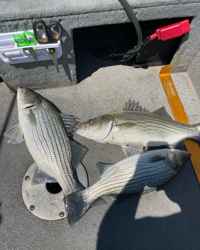 A940A650-2C1C-465F-9F54-3EB82B9113AD