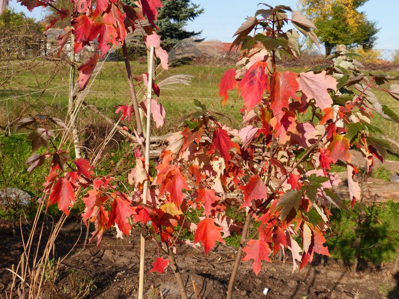 2014-11-07 Herbstfärber - 'Jeffers Red'