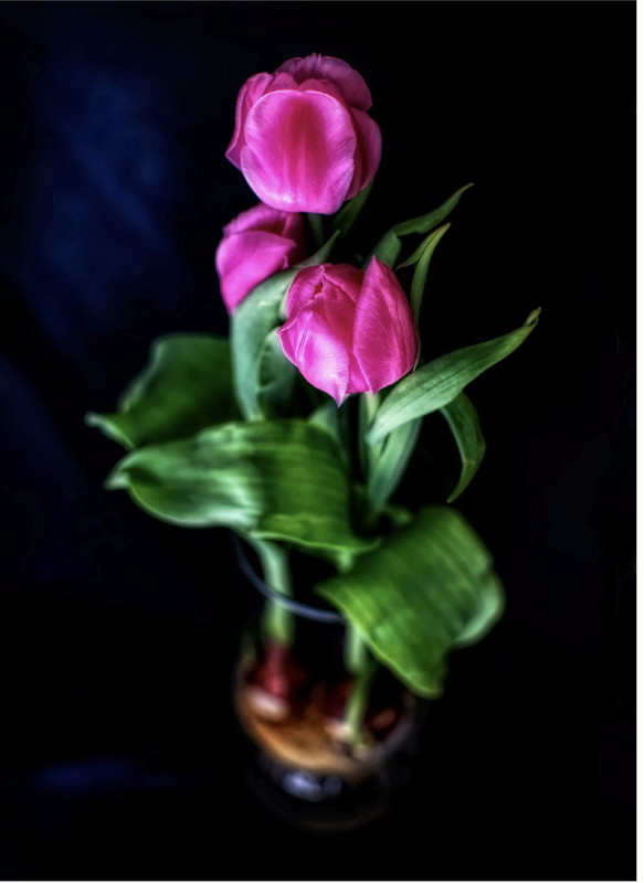 magenta-blur-flowers.jpg