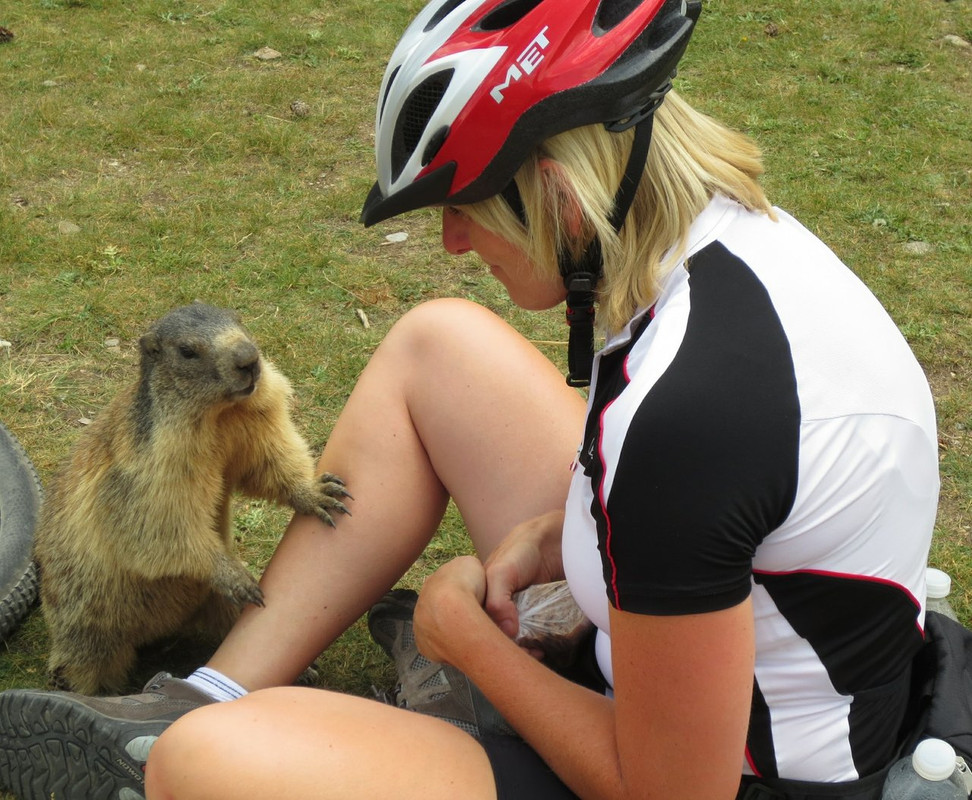 Margreet marmot