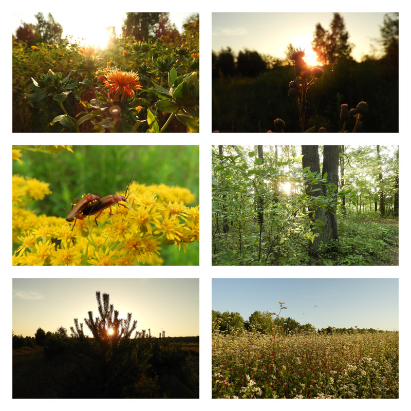 poranekslonecznydzis