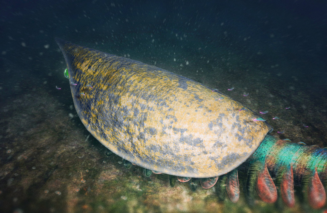 cucumericrus miaolingian cambrian