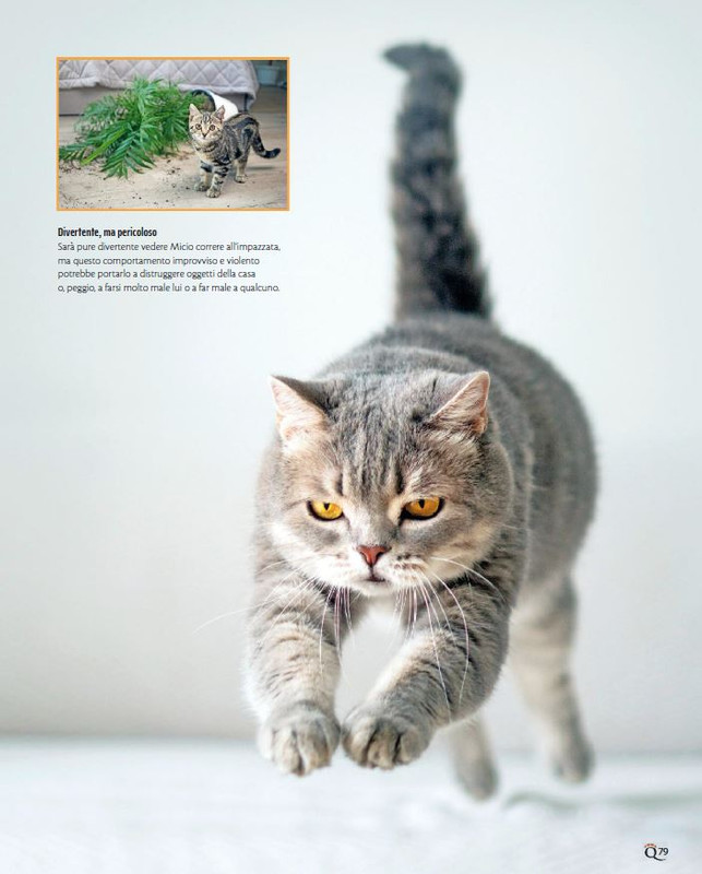 QuattroZampe Set 2023 (10)