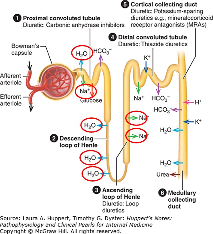 nephron.jpg