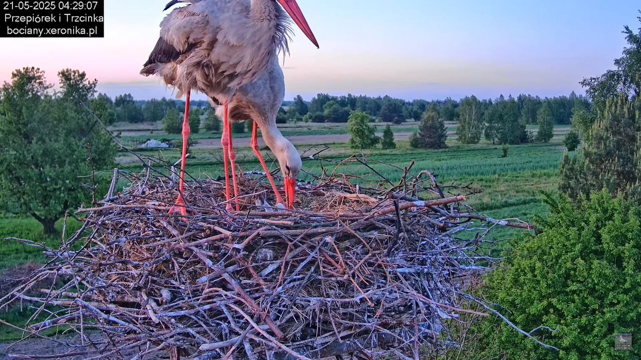 21052025bociany3