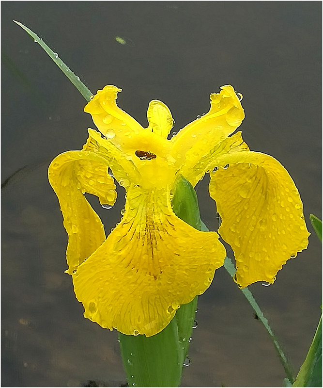 Iris primeur sous la pluie IMG-20190424-091737