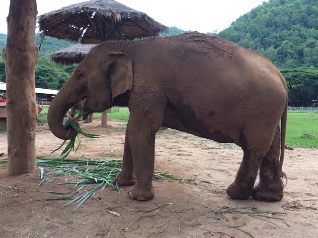Visita a Elephant Nature Park - Nuestra primera vez en el Sudeste Asiático. Tailandia en Junio de 2018 (3)