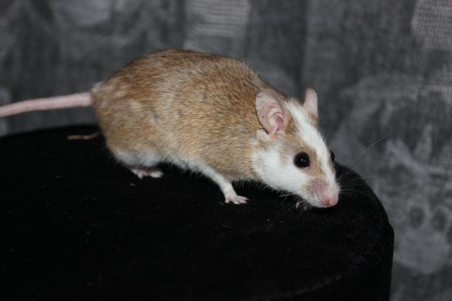 Afbeelding