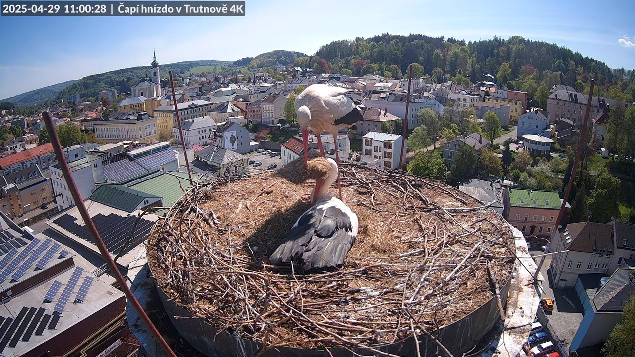 Tiešraide no stārķa ligzdas uz alus darītavas skursteņa Trutnovā 13-7-23 screenshot