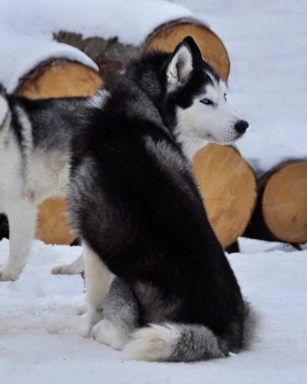 sled-dogs-huskies-10-by-windfuchs-d92rk9x-fullview.jpg