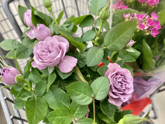 [Image: EB44-A193-5242-4-A15-A17-E-CDCB956-F2109.jpg]