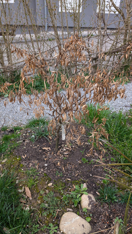 PXL_20250327_165555536.MP