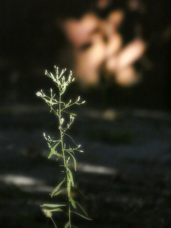 P1050400-0.1... (1024)