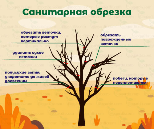 sanitary-pruning_RU