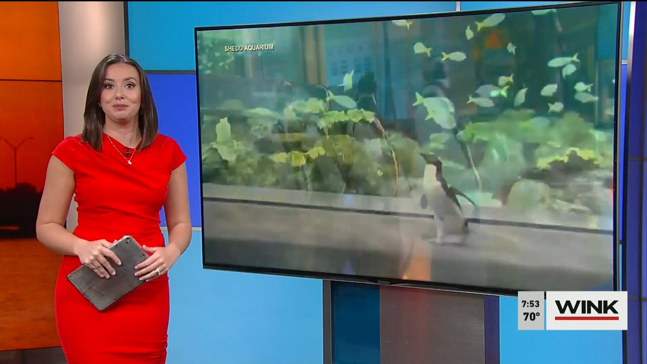 02.14 - 11.00.00 - WINK News @ 6 00AM Sunday. Local news, sports and ..._001.ts_snapshot_02.22.330