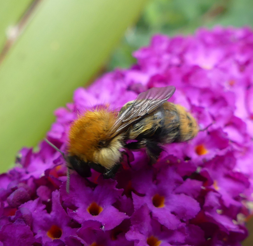 WET BEE 12 050824