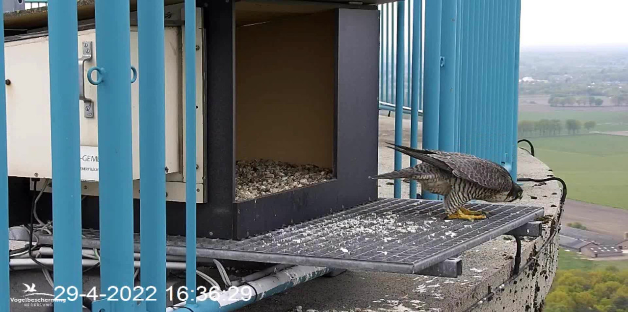 campics BDL 2022 va 9 april 2022 ©VWGGemert/Vogelbescherming Nederland - Pagina 39 Video-2022-04-29-163740-Trim-2-Moment-3