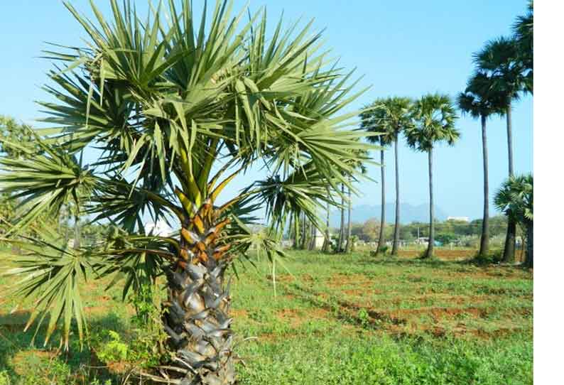 202203271830291030-palmtree-seed-planting-in-land-SECVPF.jpg