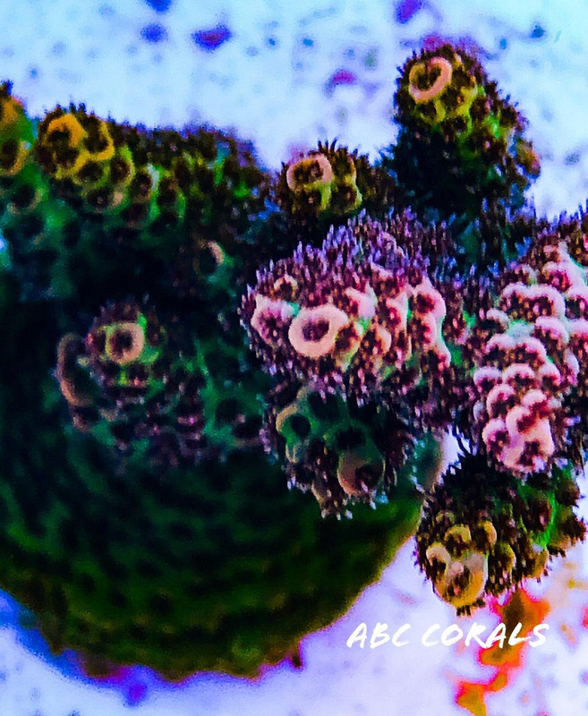 A0795C76-2978-43CF-B1B8-7A9EB475F008