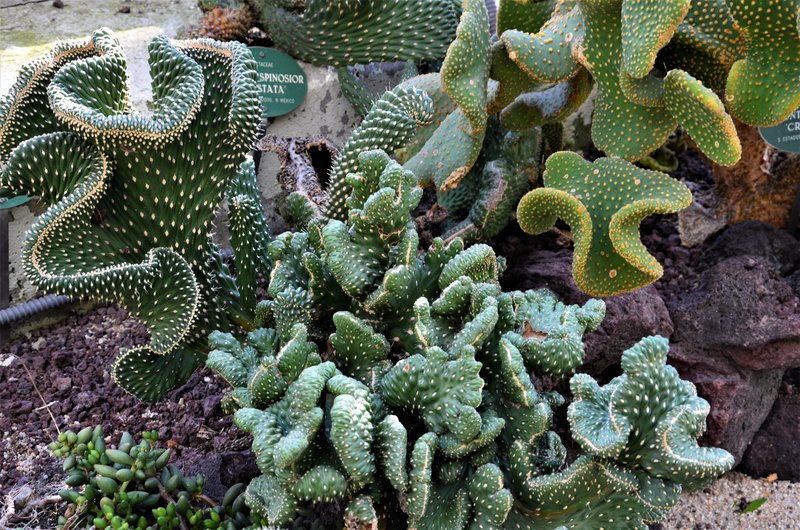 JARDIN BOTANICO-13-4-2013-MADRID - Paseando por España-1991/2017 (95)