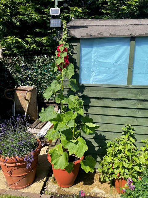 hollyhocks-HD.jpg