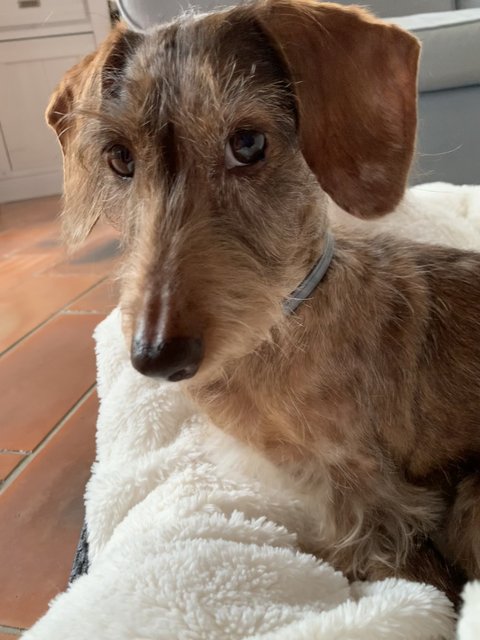 [Image: EAE5-AF92-E319-4102-95-A5-A0-ACD64-F4614.jpg]