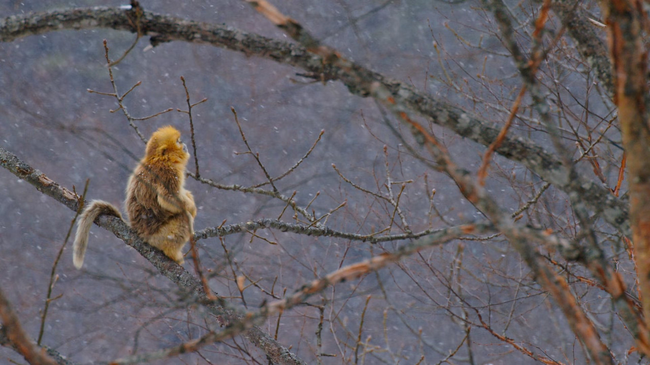 Born in China (2016) (1080p BluRay x265 Silence)-6