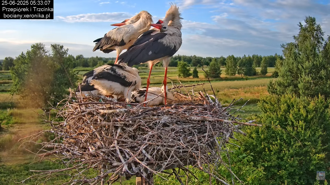 25062025bociany6
