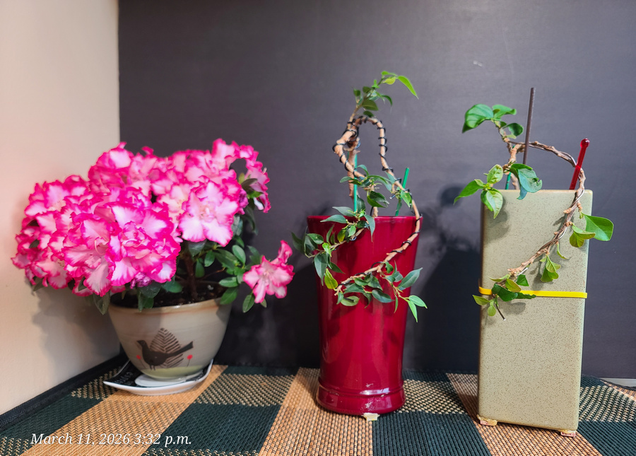 [Image: 20260311-153219.jpg]