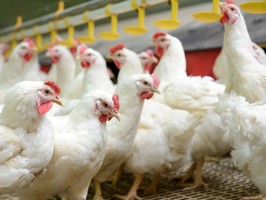 Украина продолжает наращивать темпы экспорта курятины в ЕС