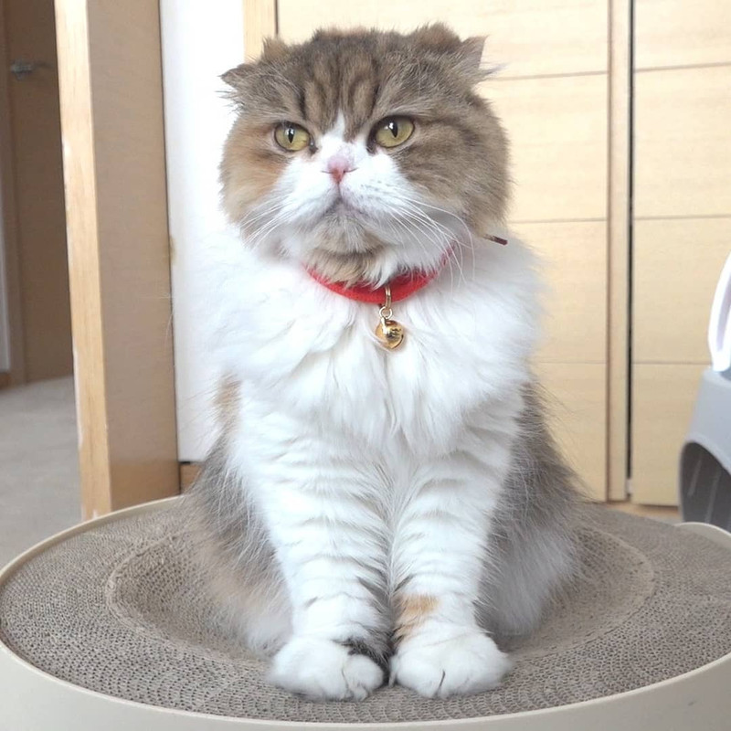 Kenalan dengan 7 kucing Cream Heroes yang super gemas