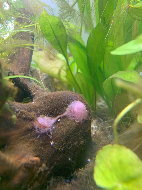 ImageAquarium1